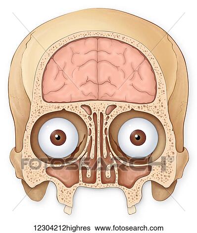 Stock Photograph - Normal coronal section of the skull and brain showing the coronal sinuses, frontal lobe of the brain, eyes and eye sockets. Fotosearch