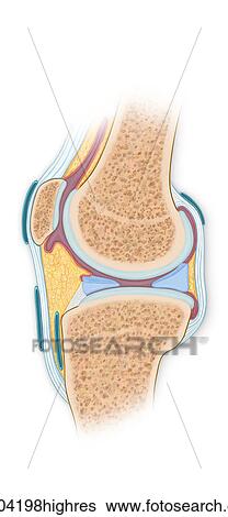 Stock Photograph - Normal cross section of the knee joint with tendons and bursas. Fotosearch