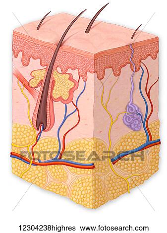 Stock Photograph - Normal cross section of the skin in layers. Fotosearch