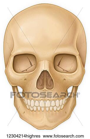 Stock Photograph - Normal front view of the adult skull. Fotosearch