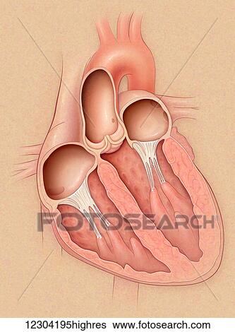 Stock Photograph - Normal heart in cross section showing the right and left atriums and ventricles. Fotosearch