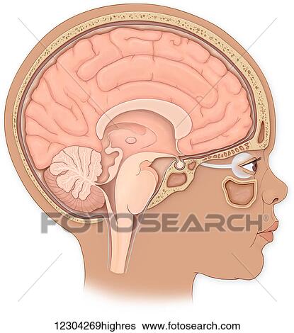 Stock Photograph - Normal lateral view of a child's skull, brain, sinuses and face showing the spinal cord and eyes. Fotosearch