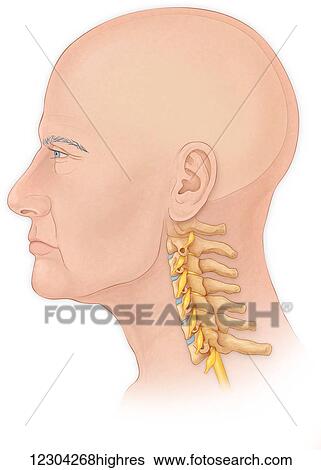 Stock Photograph - Normal lateral view of a mans head and neck with a skull, cervical vertebrae and spinal roots. Fotosearch