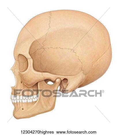 Stock Photograph - Normal lateral view of an adult skull. Fotosearch