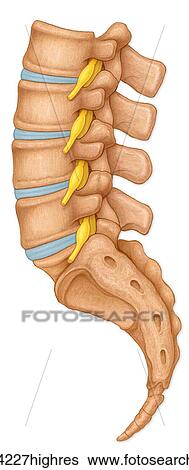 Stock Photograph - Normal lateral view of the lumbar vertebrae showing spinal nerve roots. Fotosearch