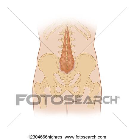 Normal posterior view of the back highlighting the multifidus muscle View Large Photo Image Stock Photograph - Normal posterior view of the back highlighting the multifidus muscle. Fotosearch