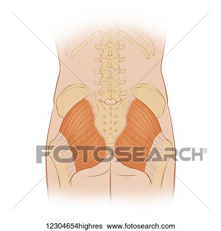 Stock Photograph - Normal posterior view of the hip bones and gluteus maximus muscle including the lumbar vertebra. Fotosearch