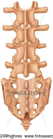 Stock Photograph - Normal posterior view of the lumbar spine and sacrum. Fotosearch