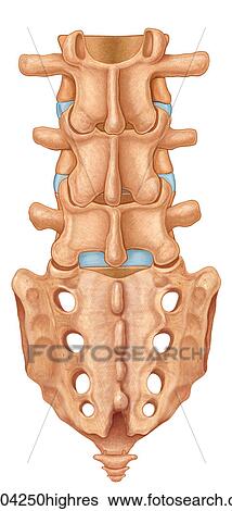 Stock Photograph - Normal posterior view of the lumbar spine and sacrum. Fotosearch