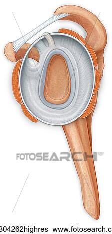 Stock Photograph - Normal side view of the shoulder joint hilighting the labrum, coracocromial ligament, and rotator cuff muscles. Fotosearch