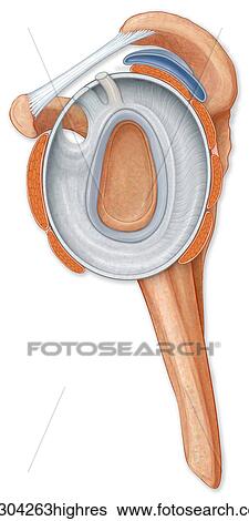 Stock Photograph - Normal side view of the shoulder joint hilighting the labrum, coracocromial ligament, bursa and rotator cuff muscles. Fotosearch