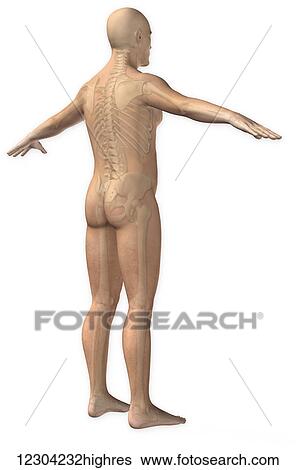 Normal three quarter posterior view of a man with the full skeletal system View Large Photo Image Stock Photograph - Normal three quarter posterior view of a man with the full skeletal system. Fotosearch
