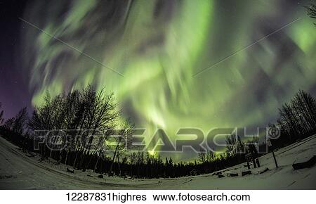 Stock Photograph - Northern lights and snowy ground with silhouetted trees; Alaska, United States of America. Fotosearch