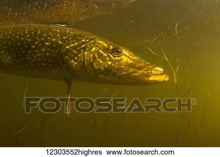 Stock Photograph - Northern Pike (Esox lucius); United States of America. Fotosearch