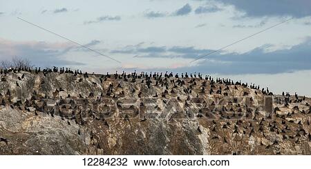Stock Image - Numerous black birds sitting on a rocky landscape; Lake of the Woods, Ontario, Canada. Fotosearch