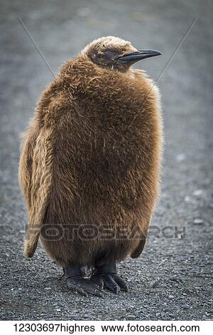 Stock Photograph - Oakum boy king penguin (Aptenodytes patagonicus) sleeping on beach; Antarctica. Fotosearch