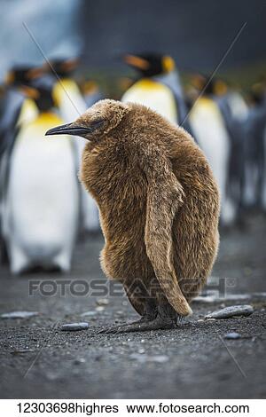 Stock Photograph - Oakum boy king penguin (Aptenodytes patagonicus) with hunched back; Antarctica. Fotosearch
