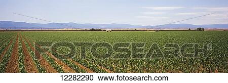 Stock Image - Oblique rows of young corn are seen in early spring with mountains and blue sky in the background, Imperial Valley; Westmoreland, California, United States of America. Fotosearch