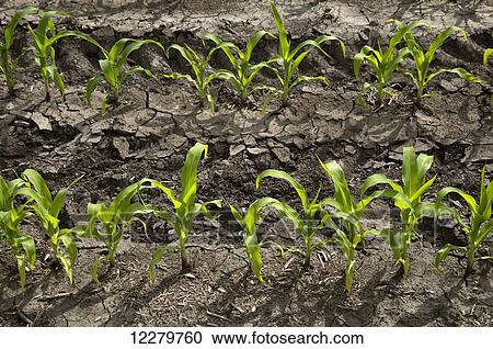 Oblique rows of young corn plants as seen in late spring on a family farm; Centerville, Ohio, United States of America View Large Photo Image Stock Image - Oblique rows of young corn plants as seen in late spring on a family farm; Centerville, Ohio, United States of America. Fotosearch