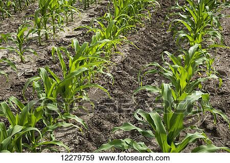 Stock Photo - Oblique rows of young corn plants as seen in late spring on a family farm; Centerville, Ohio, United States of America. Fotosearch