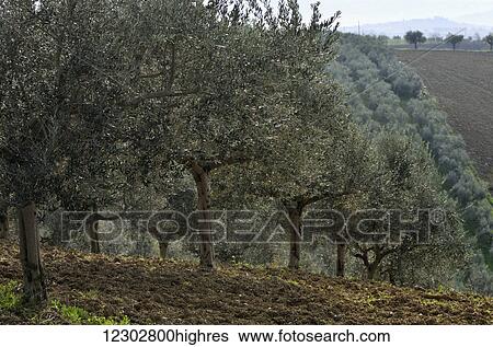 Olive trees on a hilly ploughed terrain; Abruzzi, Italy View Large Photo Image Stock Photograph - Olive trees on a hilly ploughed terrain; Abruzzi, Italy. Fotosearch