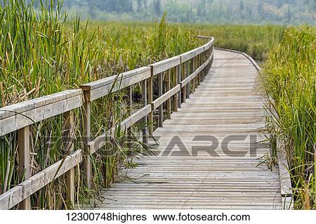 Stock Photograph - Ominik Marsh boardwalk, Riding Mountain National Park; Manitoba, Canada. Fotosearch