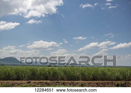 Open field with mountain range in distance at Kruger National Park; South Africa View Large Photo Image Stock Image - Open field with mountain range in distance at Kruger National Park; South Africa. Fotosearch