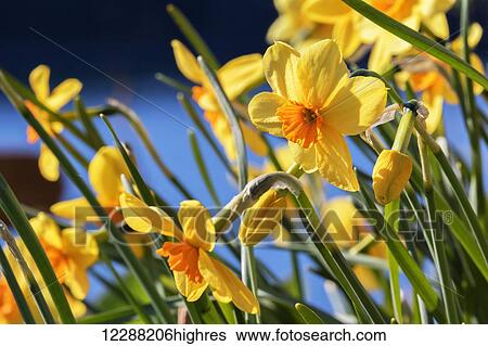 Stock Photograph - Orange and yellow daffodils in bloom in Kodiak, Alaska seaside garden.. Fotosearch