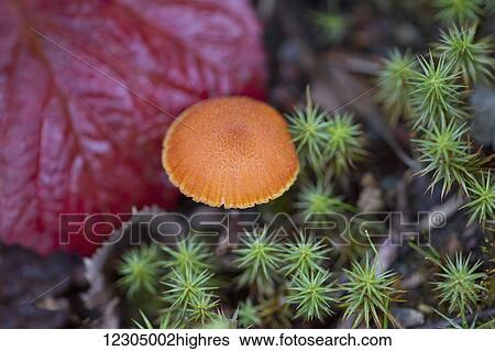Stock Photograph - Orange Milk Cap (lactarius deliciosus) mushroom found on tundra in Palmer, Southcentral Alaska, Autumn. Fotosearch