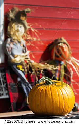 Stock Photograph - Orange pumpkin with decorative scarecrows in the background on a red wooden barn; Innisfail, Alberta, Canada. Fotosearch