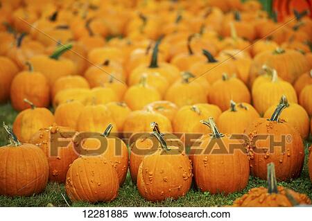 Stock Photography - Orange pumpkins; Elkton, Maryland, United States of America. Fotosearch