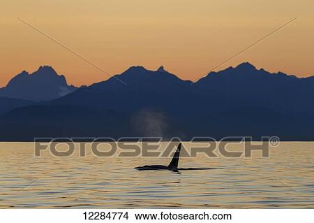 Picture - Orca Whale (Killer Whale) (Orcinus orca) surfaces in Lynn Canal on a summer evening, Inside Passage; Alaska, United States of America. Fotosearch