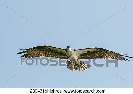 Osprey (Pandion haliaetus) flying; Sebring, Florida, United States of America View Large Photo Image Stock Photograph - Osprey (Pandion haliaetus) flying; Sebring, Florida, United States of America. Fotosearch
