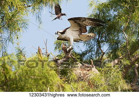 Stock Photograph - Osprey (Pandion haliaetus) with largemouth bass harrassed by grackle; Sebring, Florida, United States of America. Fotosearch