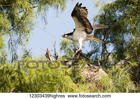 Osprey (Pandion haliaetus) with largemouth bass; Sebring, Florida, United States of America View Large Photo Image Stock Photograph - Osprey (Pandion haliaetus) with largemouth bass; Sebring, Florida, United States of America. Fotosearch