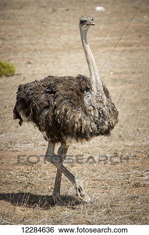 Ostrich on a farm; Cullinan, Gautang, South Africa View Large Photo Image Stock Photograph - Ostrich on a farm; Cullinan, Gautang, South Africa. Fotosearch