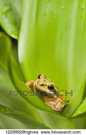 Stock Photograph - Pacific Chorus Frog (Pseudacris regilla) in leaf rosette; St. Albert, Alberta, Canada. Fotosearch