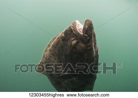 Stock Photograph - Pacific Halibut swims near the surface, Alaska. Fotosearch