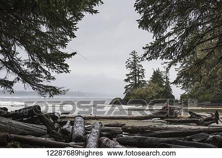 Stock Photograph - Pacific Rim National Park; British Columbia, Canada. Fotosearch