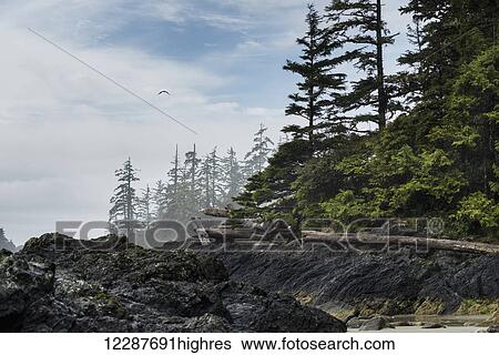 Stock Photograph - Pacific Rim National Park; British Columbia, Canada. Fotosearch