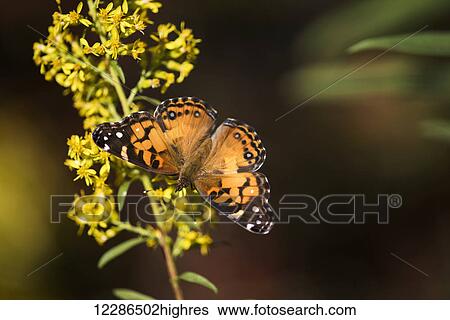 Stock Photograph - Painted Lady Butterfly (Cynthia) feeds on goldenrod; Tahlequah, Oklahoma, United States of America. Fotosearch