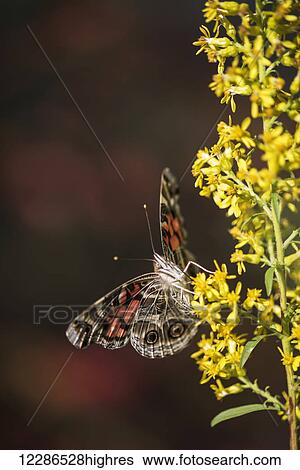 Stock Photograph - Painted Lady Butterfly (Cynthia) feeds on goldenrod; Tahlequah, Oklahoma, United States of America. Fotosearch