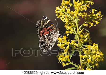 Stock Photograph - Painted Lady Butterfly (Cynthia) feeds on goldenrod; Tahlequah, Oklahoma, United States of America. Fotosearch
