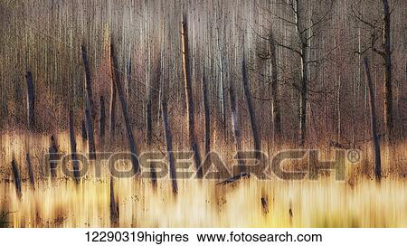 Painting of leafless trees in a forest; Alberta, Canada View Large Photo Image Stock Photograph - Painting of leafless trees in a forest; Alberta, Canada. Fotosearch