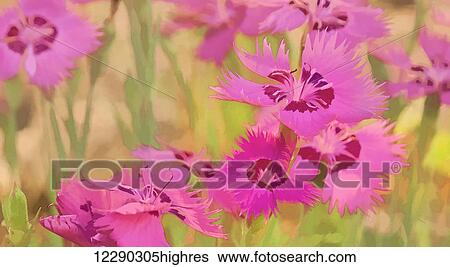 Stock Photograph - Painting of pink flowers in a garden; Alberta, Canada. Fotosearch