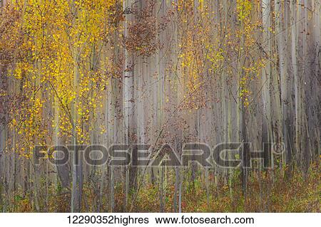 Stock Photograph - Painting of trees in a forest in autumn colours; Alberta, Canada. Fotosearch