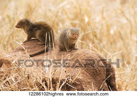 Pair of Dwarf Mongoose (Helogale parvula) on termite mound, Tarangire National Park; Tanzania View Large Photo Image Stock Photograph - Pair of Dwarf Mongoose (Helogale parvula) on termite mound, Tarangire National Park; Tanzania. Fotosearch