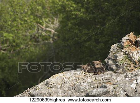 Stock Photograph - Pair of orphaned spring brown bear cubs in Kukak Bay, Katmai National Park & Preserve.. Fotosearch