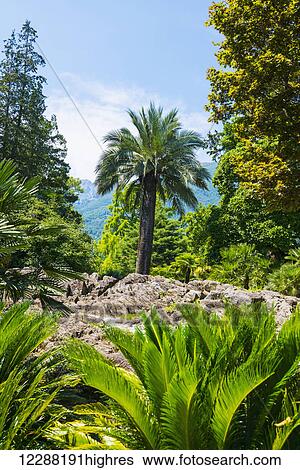 Stock Photograph - Palm tree and lush vegetation; Brissago Islands, Ticino, Switzerland. Fotosearch