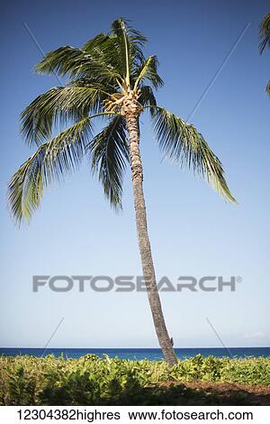 Stock Photograph - Palm tree with ocean on the horizon; Island of Hawaii, Hawaii, United States of America. Fotosearch